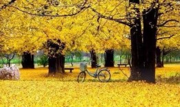 临沂银杏树爆料最新消息,千年古树群现状调查与保护进展揭晓